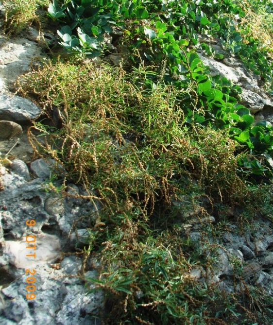 Amaranthus muricatus / Amaranto muricato